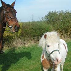 Anden særlig race Claythorpe Josephine