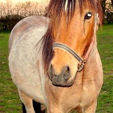 Anden særlig race Hedins anna-bella (solgt)