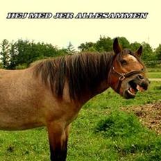 Anden særlig race Hedins anna-bella (solgt)