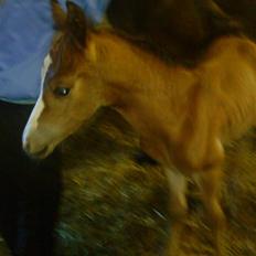 Anden særlig race Madino<3