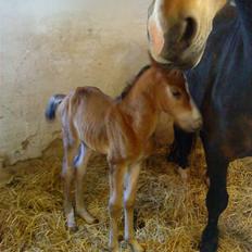 Anden særlig race Madino<3