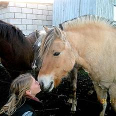 Fjordhest Stella(part/rider)