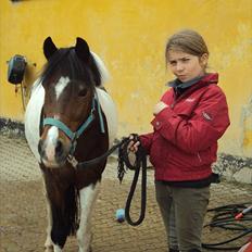 Pinto Spotty Cassiopeia B-pony