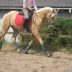 Palomino Lysgaards Bazar#SOLGT#