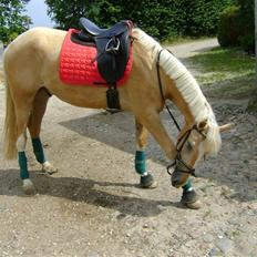 Palomino Lysgaards Bazar#SOLGT#