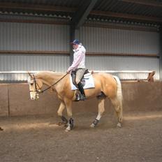 Palomino Lysgaards Bazar#SOLGT#
