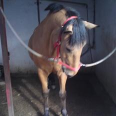 Anden særlig race Bratz <3