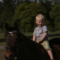 Pinto Araber Seven Garbo *Himmelhest*