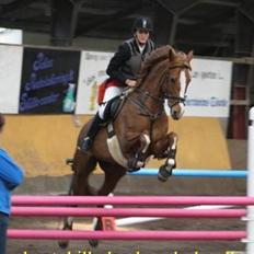 Dansk Varmblod Lindegaardens maybelline