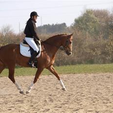 Dansk Varmblod Lindegaardens maybelline