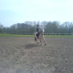 Fjordhest Sally - Solgt