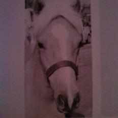 Tyroler Haflinger Mistery<3