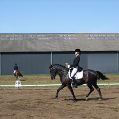 New Forest Elmholts Faust