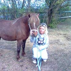 Welsh Pony af Cob-type (sec C) &#9829;Môlly&#9829;