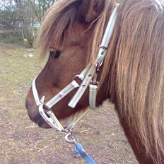 Welsh Pony af Cob-type (sec C) &#9829;Môlly&#9829;