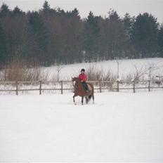 Anden særlig race  Sus R.I.P