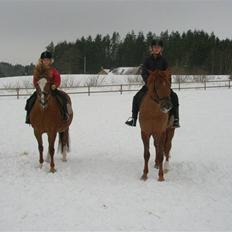 Anden særlig race  Sus R.I.P