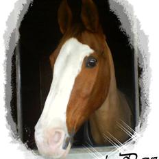 Hannoveraner Stald Højvangs Paw