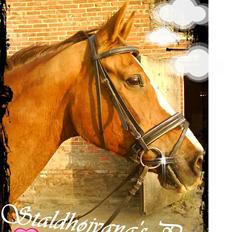 Hannoveraner Stald Højvangs Paw