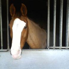 Hannoveraner Stald Højvangs Paw