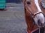 Haflinger Luca<3