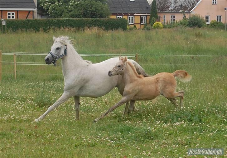 Tysk Sportspony Uriella "R.I.P" billede 6