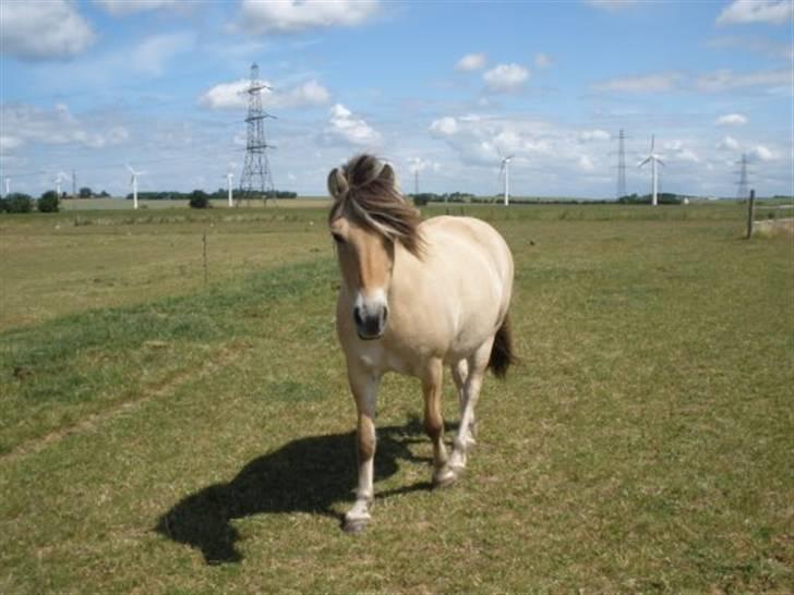 Fjordhest †Strandhuses Sif† billede 17