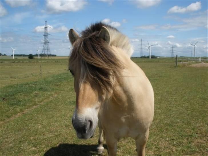 Fjordhest †Strandhuses Sif† billede 2