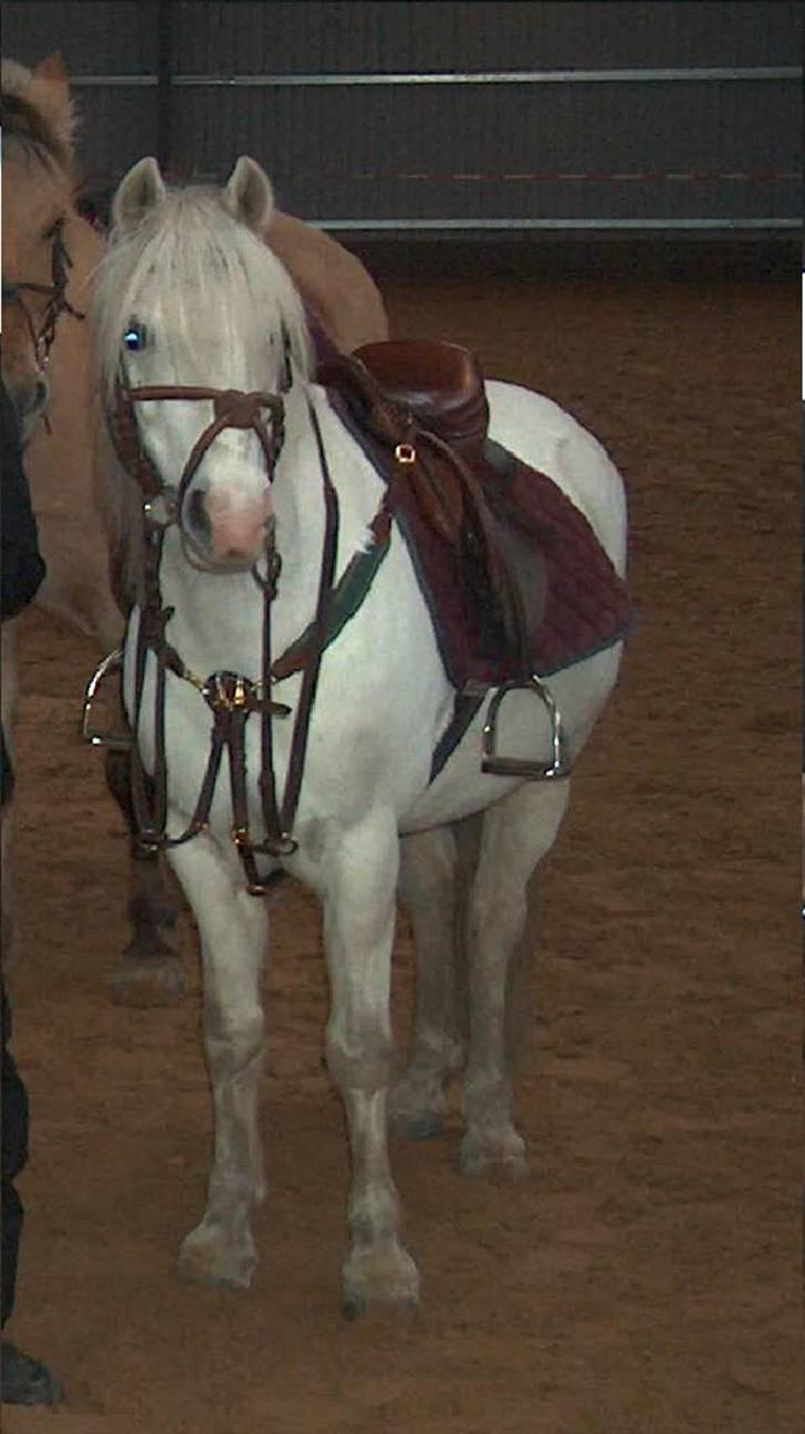 Welsh Mountain (sec A) Møllegårdens Starlet billede 10
