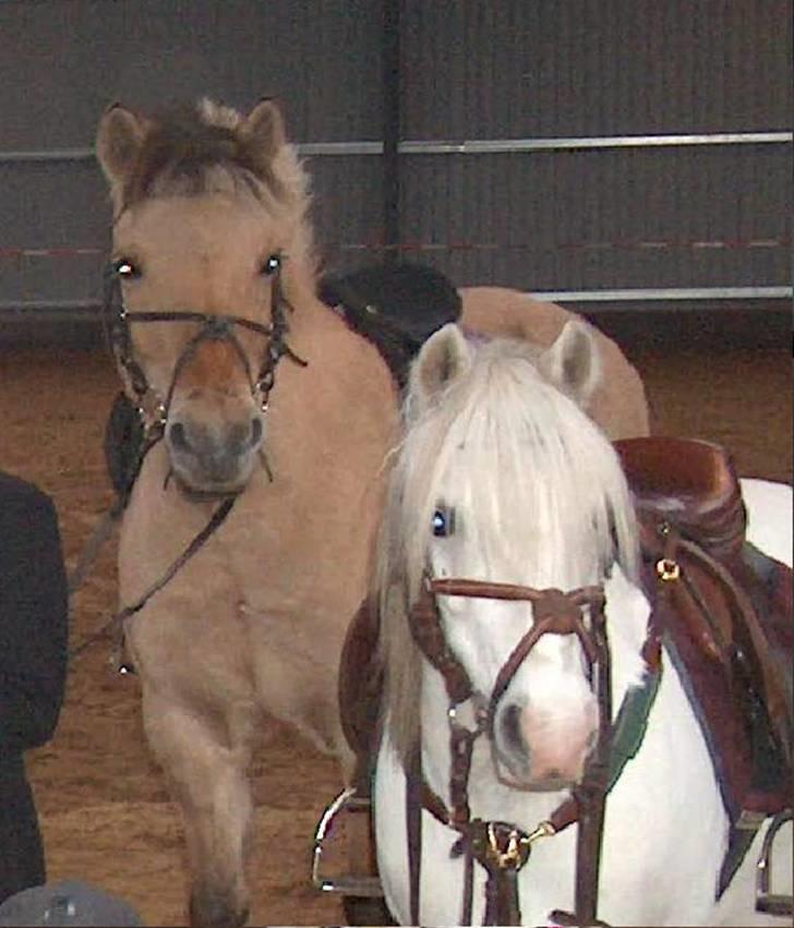 Welsh Mountain (sec A) Møllegårdens Starlet billede 11