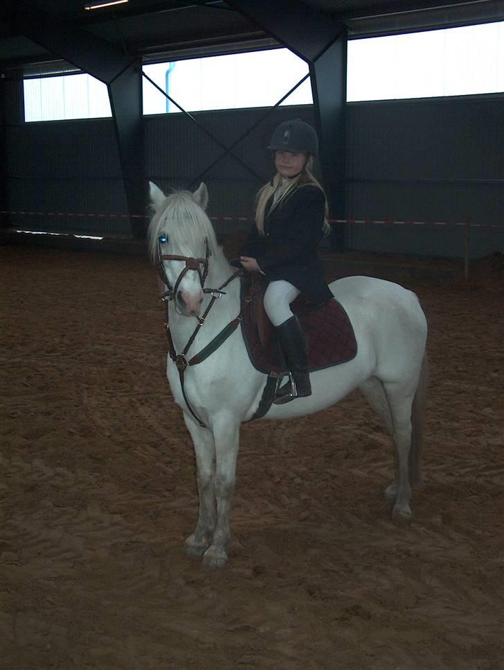 Welsh Mountain (sec A) Møllegårdens Starlet billede 12