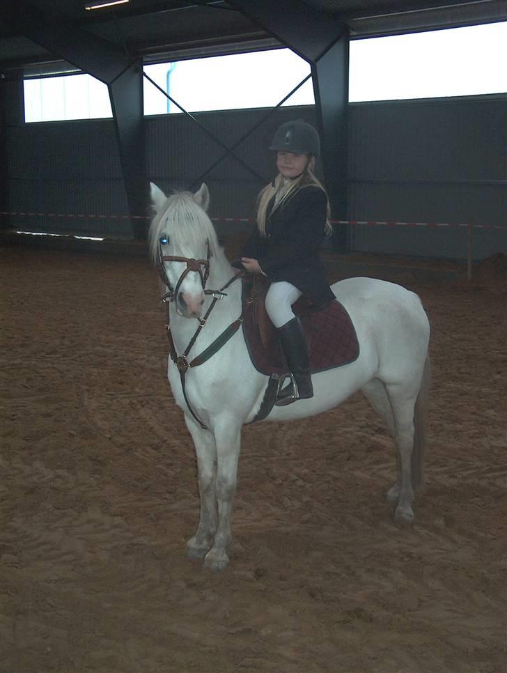 Welsh Mountain (sec A) Møllegårdens Starlet billede 13