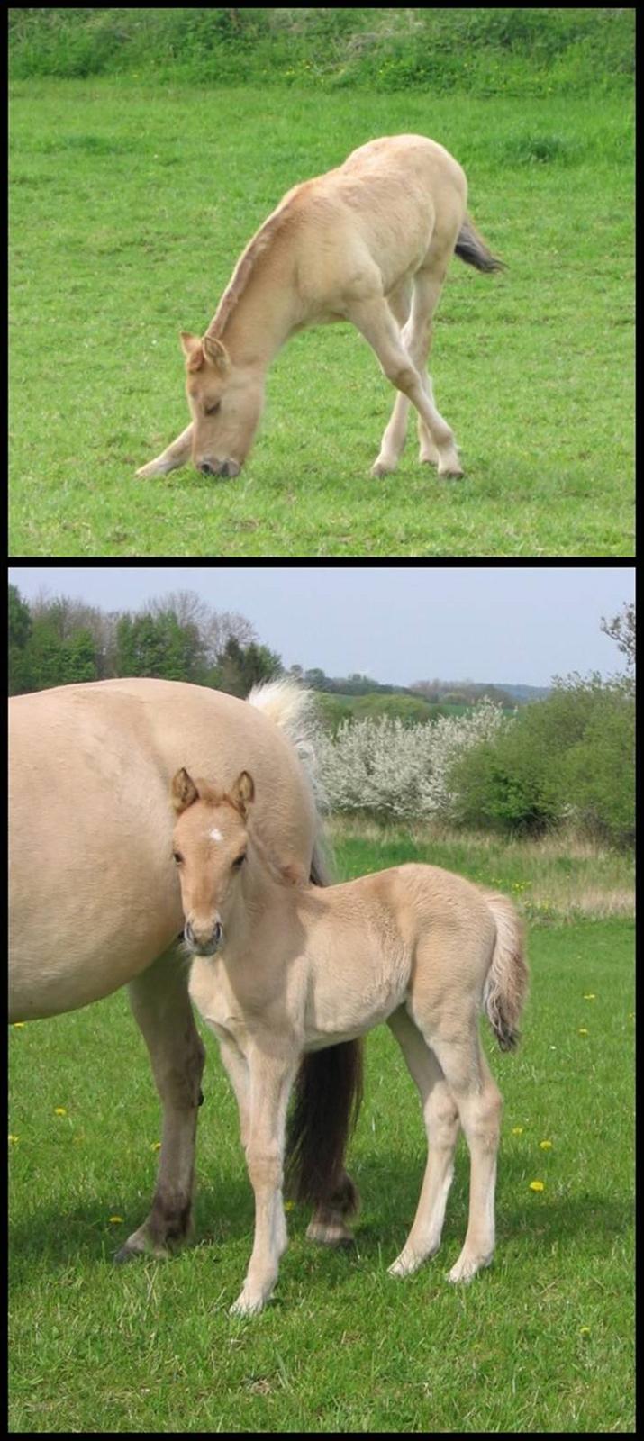 Anden særlig race Cassiopeia *Min Stjerne* - 11// Cassiopeia lidt ældre ;) . Foto: Ditte billede 11