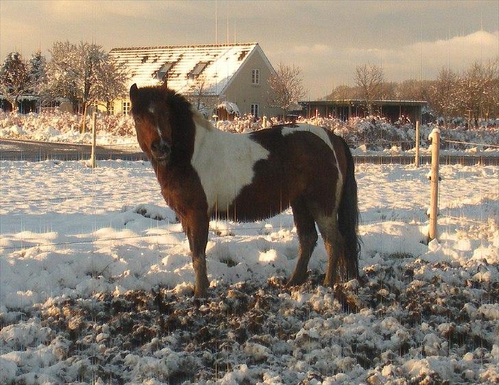 Anden særlig race Til minde om Erasmus Montanus  - Nr. 15 Vriiiinsk billede 15