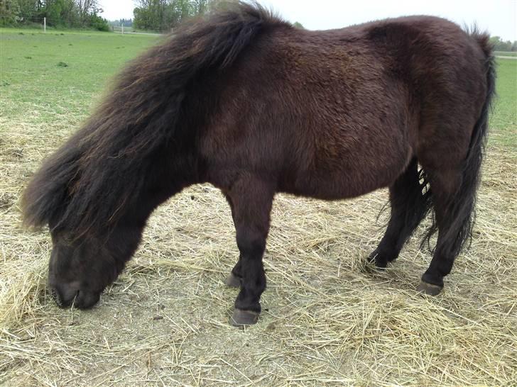 Shetlænder Ronja - Ronja på fold i lidt blæse vejr. :o) billede 11