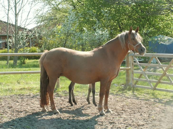 New Forest Wicked Pure Gold. billede 20