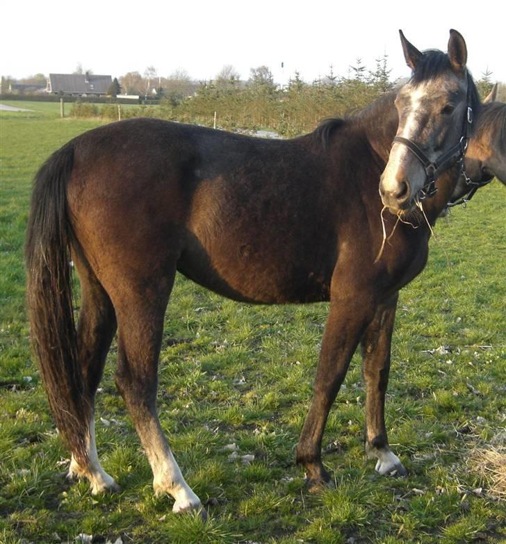 Anden særlig race Cara - SOLGT - april 09 billede 11