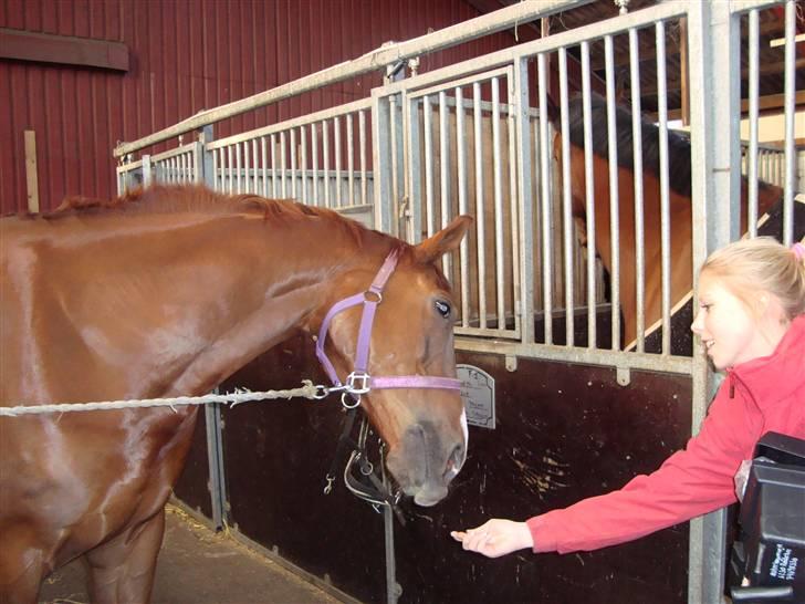 Dansk Varmblod Midtgaards Monty R.I.P billede 11