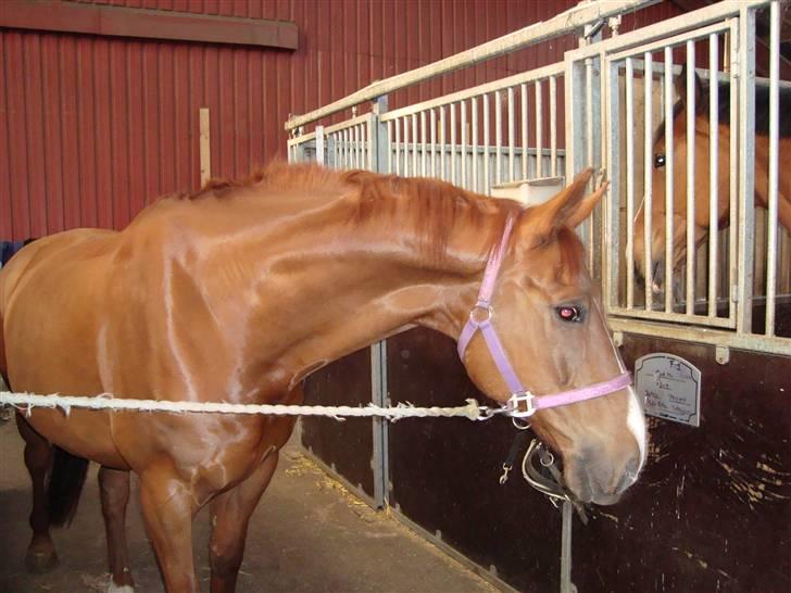 Dansk Varmblod Midtgaards Monty R.I.P billede 12