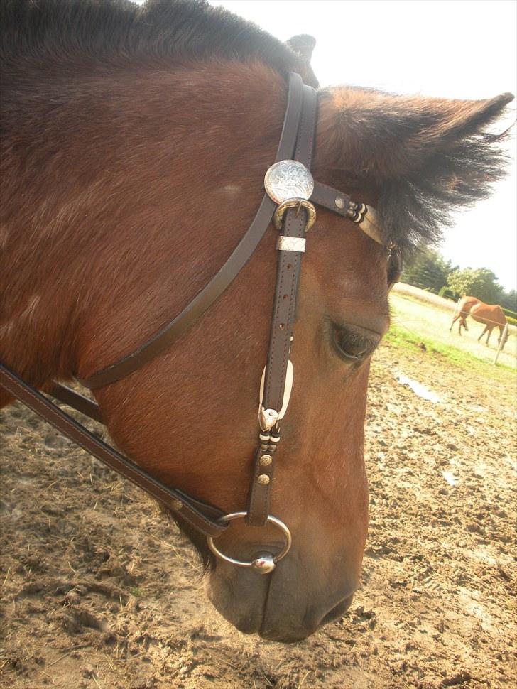 Anden særlig race Til minde om Erasmus Montanus  - Nr. 17 Charme har han sku  billede 17