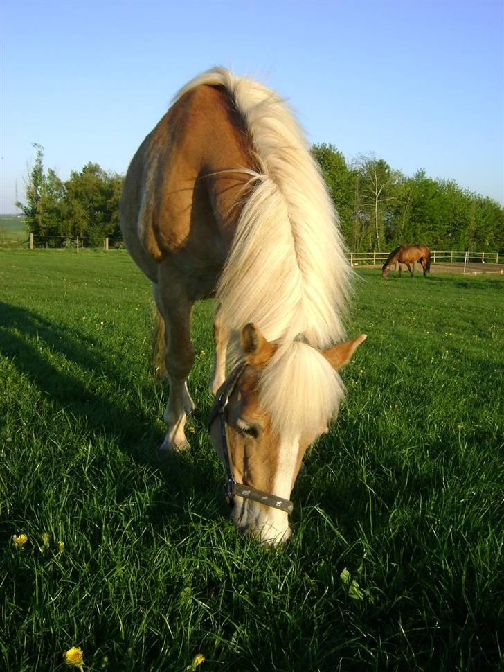 Haflinger Freja * billede 9
