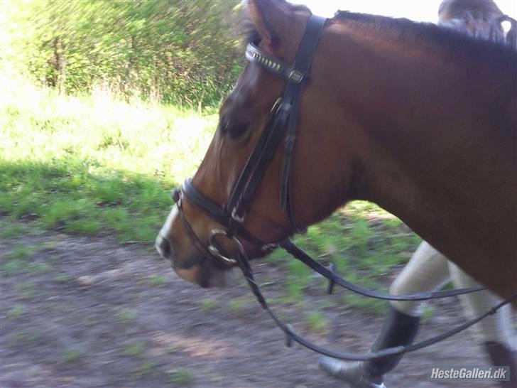 DSP Diba - Den søde dibbe! (der kommer også spring billeder+ andre) billede 3