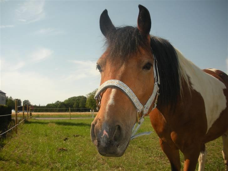 Anden særlig race Til minde om Erasmus Montanus  - Nr. 20 Miin hest ! billede 20