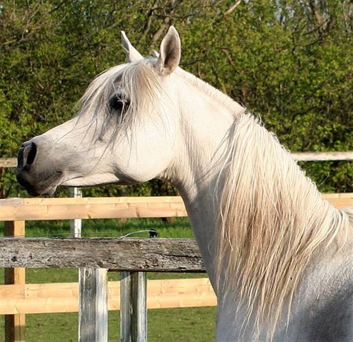 Arabisk fuldblod (OX) Sherifa SCID/CA fri - Sherifa april 2009 billede 16