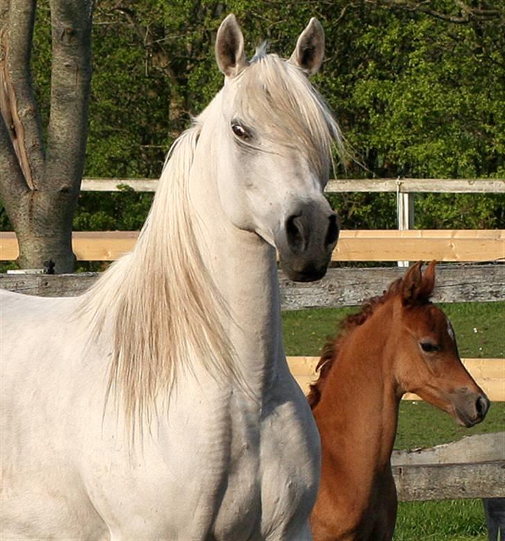 Arabisk fuldblod (OX) Sherifa SCID/CA fri - Sherifa & WML Al Sherif april 2009 billede 17