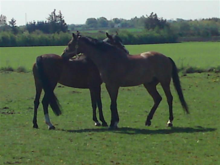 Welsh Partbred (Sec F) Coelenhage's Reza RSDH - Sanssousi og Reza nyder at de kan klø hinanden uden dækner billede 16