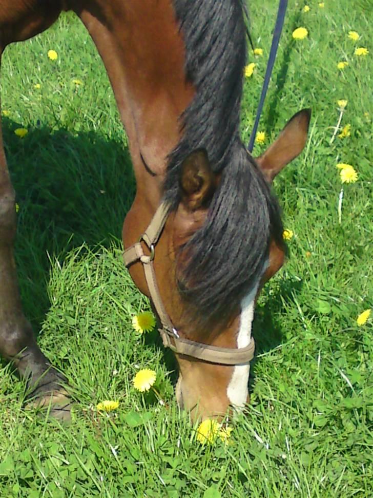 Welsh Partbred (Sec F) Coelenhage's Reza RSDH - Sikke noget dejliigt græs.. ;D billede 17