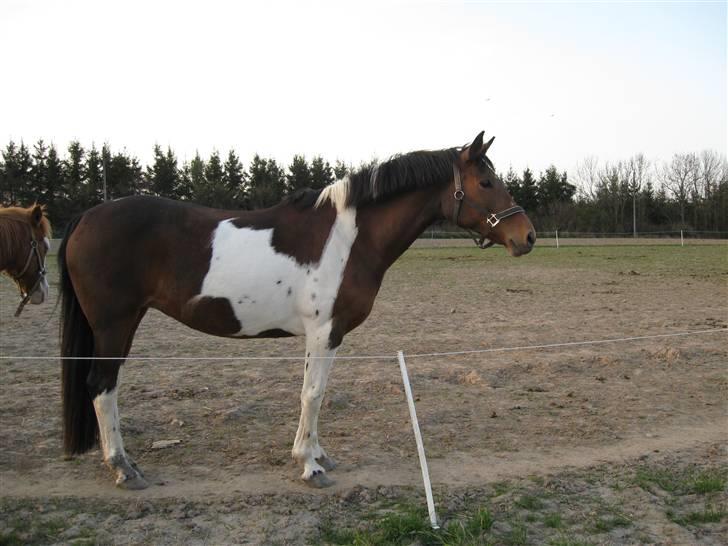 Pinto Fleur billede 17