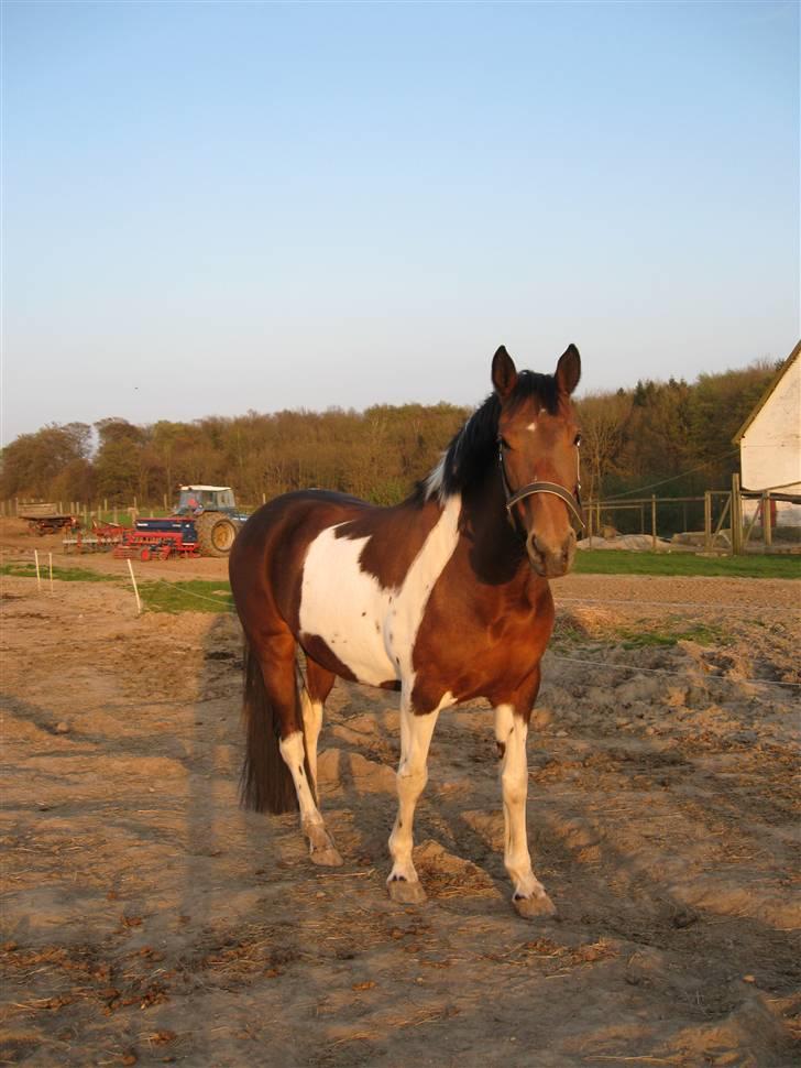 Pinto Fleur billede 18