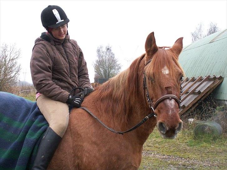 Anden særlig race Gamle[R.I.P 22.11.10]:'(  - 6¤ dagen inden du blev aflivet, !!!! savner diig skat billede 6